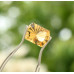 Citrin 1,92 ct
