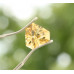 Citrin 1,38 ct