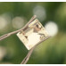Citrin 3,20 ct