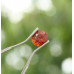Spessartin 0,89 ct