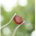 Spessartin 0,85 ct