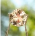 Topas 5,50 ct