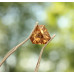 Zirkon 1,71 ct