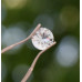Topas 1,51 ct